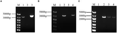 Expression of cellobiose dehydrogenase gene in Aspergillus niger C112 and its effect on lignocellulose degrading enzymes